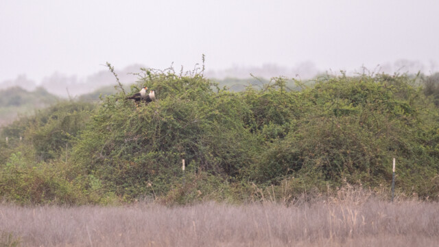 zwei Karibik-Karakara...