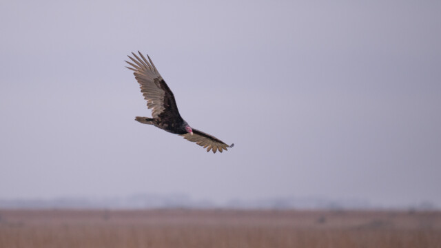 viele Truthahngeier kreisen ĂĽber der Steppe