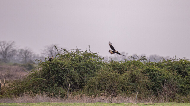 ... einer fliegt davon...