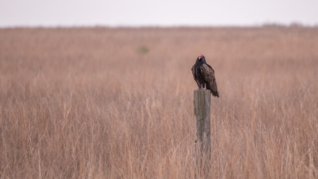 schöner Truthahngeier