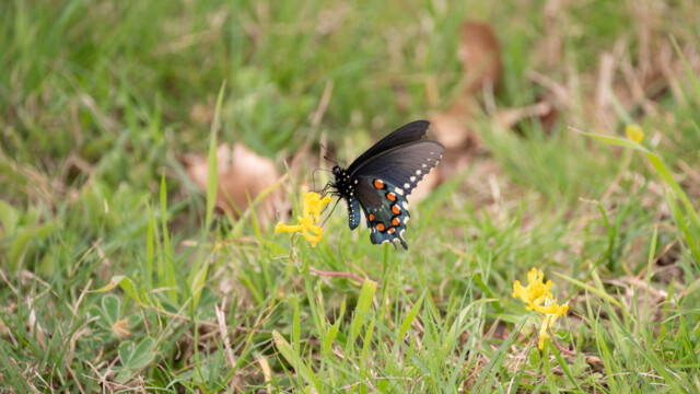 Schwalbenschwanz-Schmetterling von unten...
