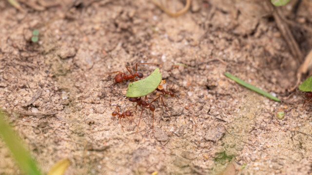 Ameisen-Schwertransport