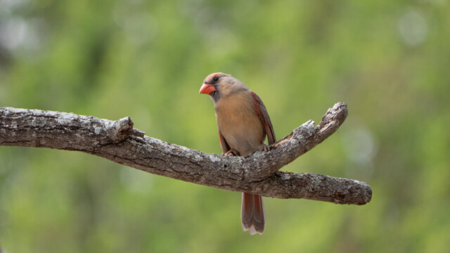 roter Kardinal Weibchen