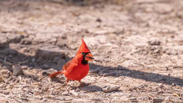 roter Kardinal Männchen