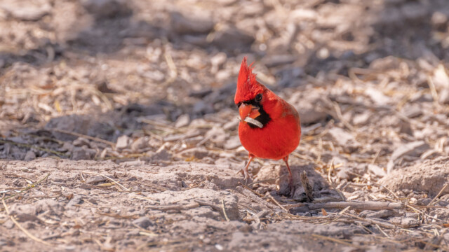 immer auf der Suche nach Fressen