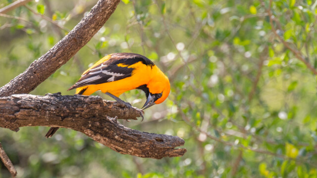 ein wunderschöner Vogel, dieser Schwarzkehltrupial