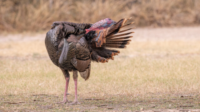 Truthan mit sehr schönem Gefieder...