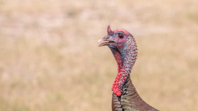 ... aber dieser Kopf