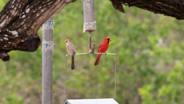 haben sich nichts mehr zu sagen: Weibchen links und Männchen rechts, rote Kardinale