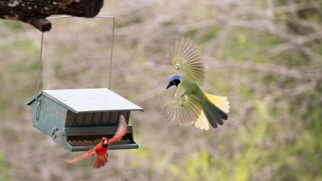 an den FĂĽtterungsstellen ist immer etwas los...
