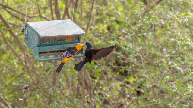 ... oft wird gezankt