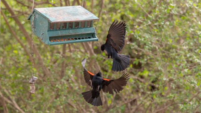 hier zwei Rotschulterstärlinge...