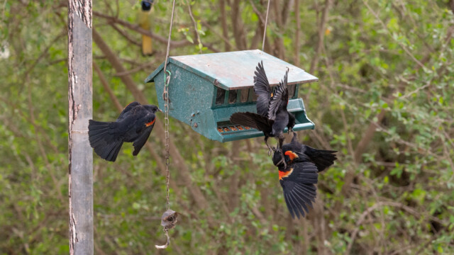 ... wenn sich zwei streiten, so freut sich der Dritte;