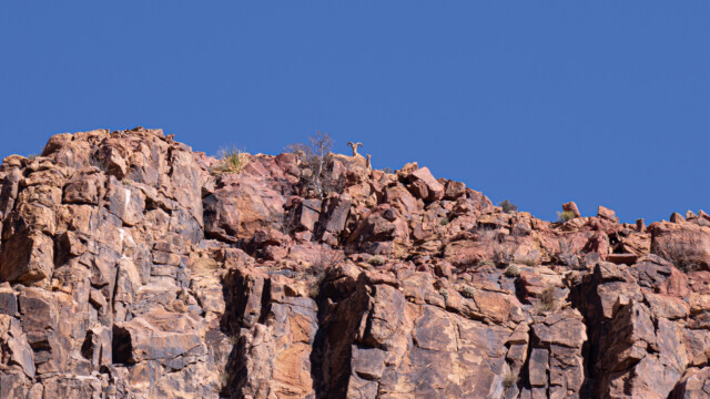 seht ihr die zwei Tiere?