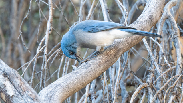 mexikanischer Blauhäher