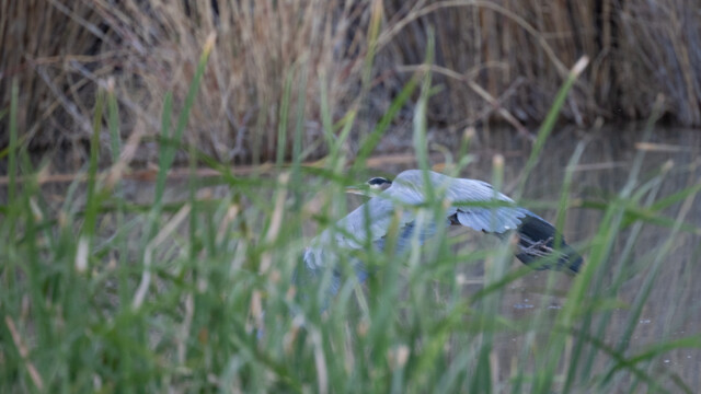 im Flug ist die blaue Farbe gut erkennbar