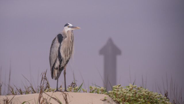 Reiher neben Starship