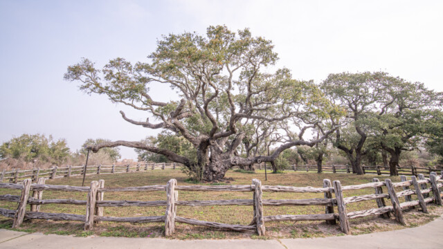 1'000 Jahre alte Eiche