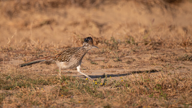 Roadrunner, auch grosser Rennkuckuck genannt