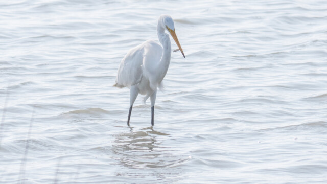 ein Silberreiher hat gerade ein Fischlein gefangen