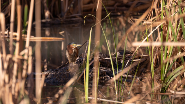 gut getarnter GrĂĽnreiher