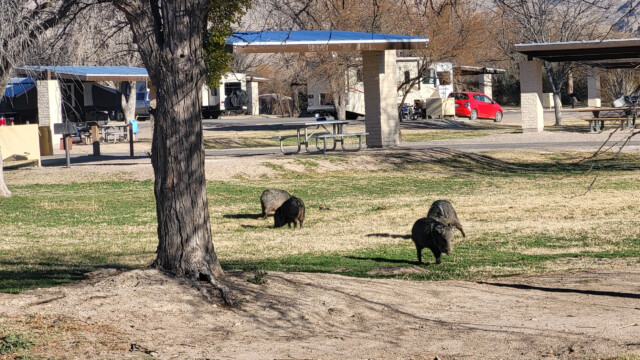 Javelina oder neuweltliches Schwein