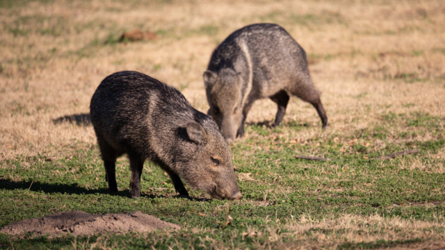 sie lassen sich nicht stören