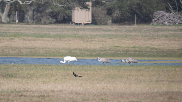 vorne Schreikranich, hinten Kanadakranich