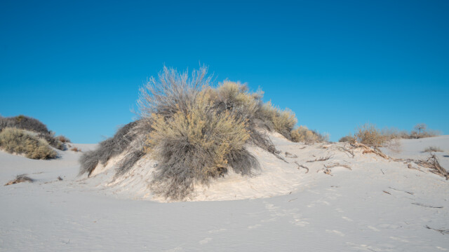 einige Pflanzen binden den Sand, damit er nicht mehr weggeblasen werden kann...