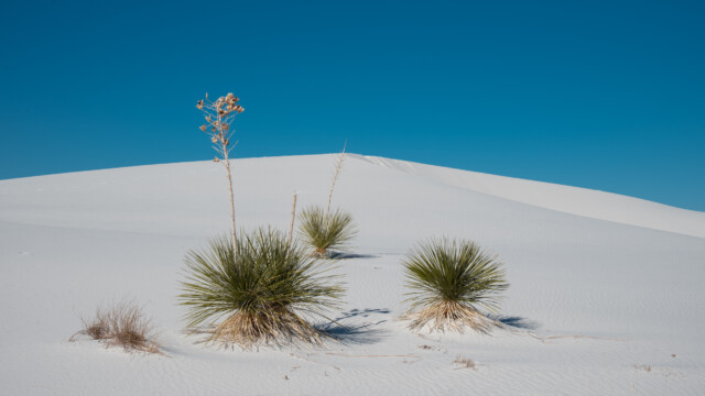 immer wieder spriessen Pflanzen aus dem Sand