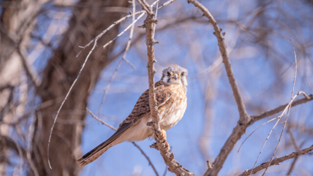 Buntfalke fliegt mit uns...