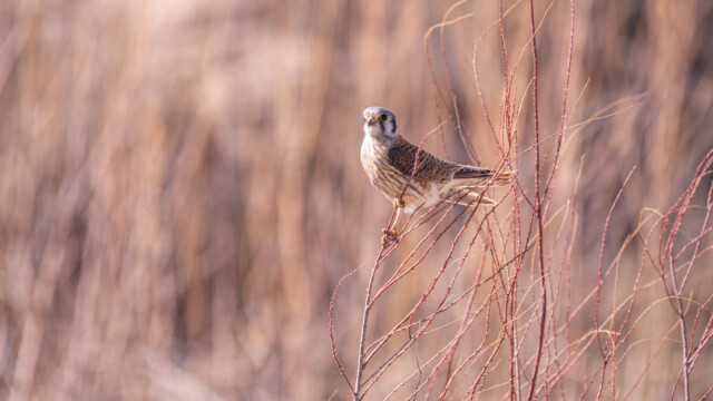 hält sich auf einem dünnen Grashalm fest;