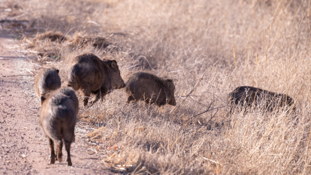 Javelinas huschen vor Jupi vorbei