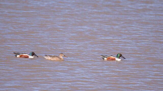 Löffelenten: Zwei Männchen sind eines zu viel...