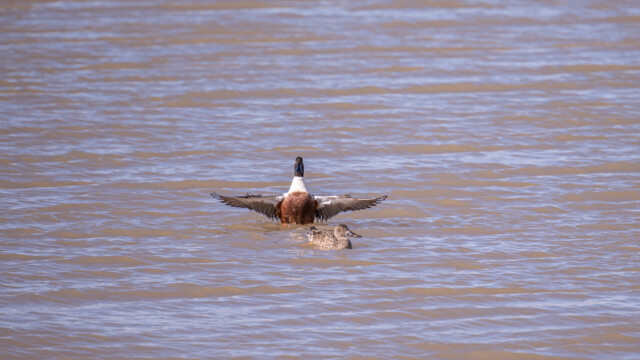 ... ich bin der Grösste