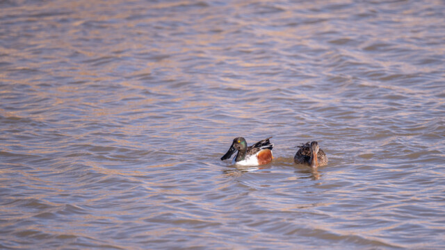 man beachte die breiten Schnäbel