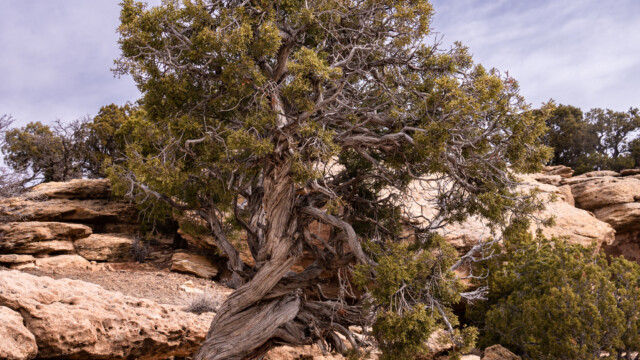 Bäume mit verdrehten Stämmen