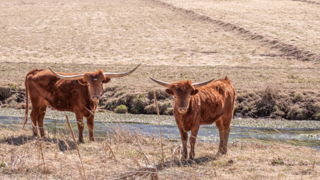 neugierige Texas-Longhorn-Rinder