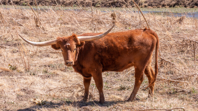 die Hörner können bis zu 2.5m breit werden