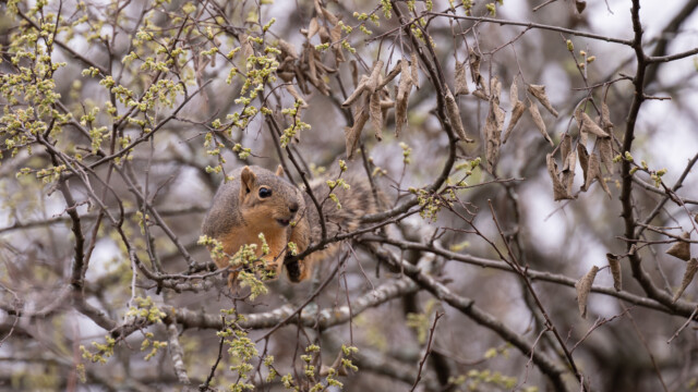 Eichhörnchen am Knabbern
