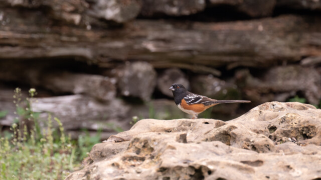 Grundammer - das Männchen