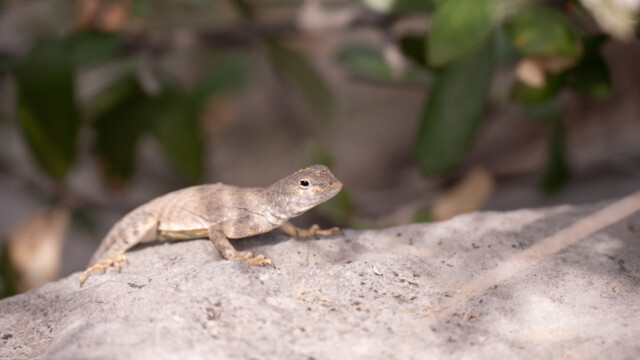 und mittendrin entdecken wir eine kleine Eidechse