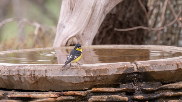 winziger Mexikozeisig