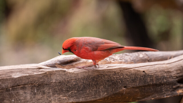 rausgeholt und neben dem Schnabel in der Luft...