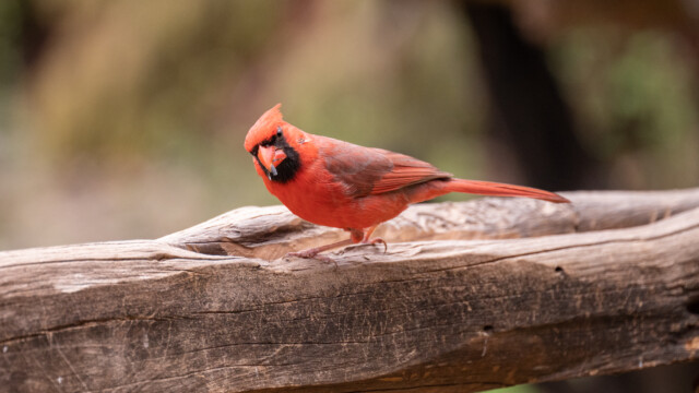 und schon wieder im Schnabel;