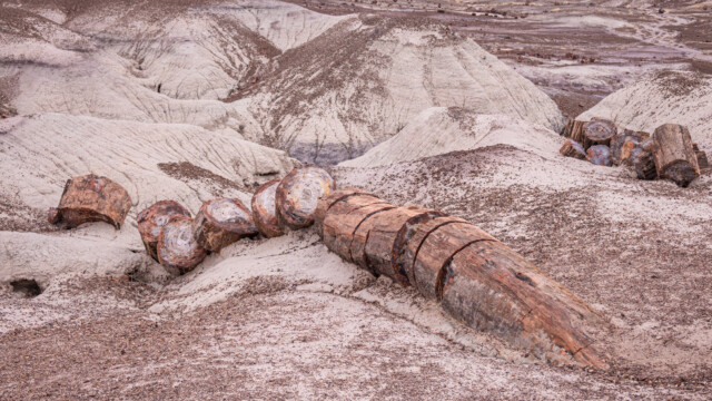 versteinerter Baum, der noch halb im Boden liegt