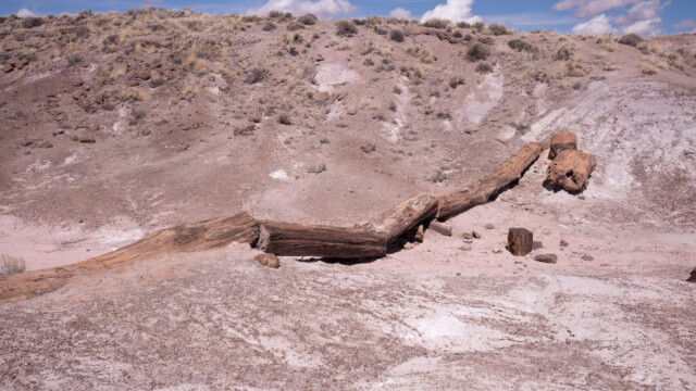 das Ziel unserer Wanderung: Ein Baum, der bis vor wenigen Jahren noch eine Brücke war, jetzt aber zerbrochen ist;