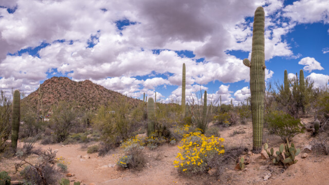 überall spriessen Blumen aus dem Boden