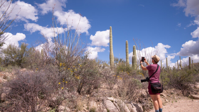 Ocotillo-Strauch, schwierig alleine zu fotografieren