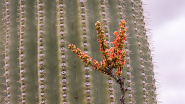 Ocotillo mit ersten Blüten vor Saguaro